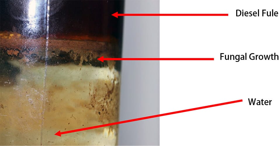 microbes in diesel fuel